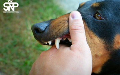 Seguro de Responsabilidad Civil para perros, ¿estoy obligado a tenerlo?